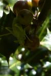 Cyrtaspis scutata