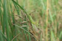 Mecostethus parapleurus
