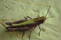 Omocestus rufipes
