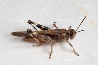 Aiolopus thalassinus