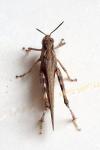 Aiolopus thalassinus