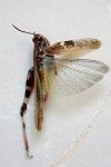 Aiolopus thalassinus