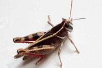Calliptamus barbarus