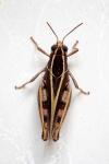 Calliptamus barbarus