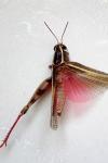 Calliptamus barbarus