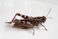 Calliptamus barbarus