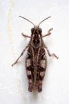 Calliptamus barbarus