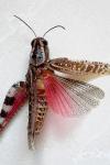 Calliptamus barbarus