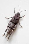 Oedipoda caerulescens
