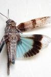 Oedipoda caerulescens