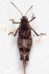 Oedipoda caerulescens