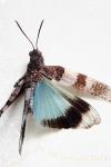 Oedipoda caerulescens