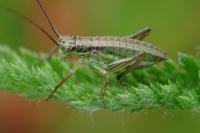 Ephippiger diurnus