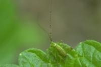 Leptophyes punctatissima