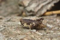 Tetrix undulata