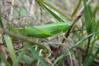 Ruspolia nitidula