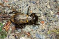 Gryllus campestris