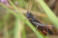 Omocestus rufipes