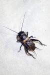 Gryllus campestris
