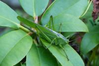 Tettigonia viridissima