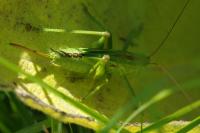 Tettigonia viridissima