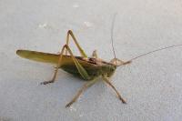 Tettigonia viridissima