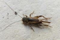 Eumodicogryllus bordigalensis
