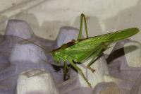 Tettigonia viridissima