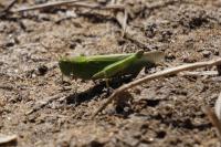 Epacromius tergestinus