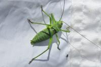 Uromenus rugosicollis