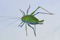 Leptophyes punctatissima