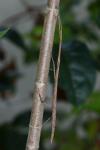 Clonopsis gallica
