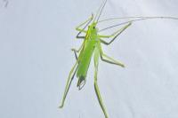 Meconema thalassinum