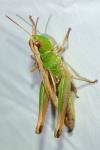 Pseudochorthippus parallelus