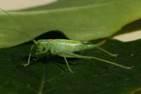 Meconema meridionale