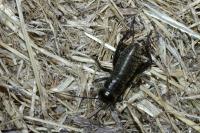 Gryllus campestris