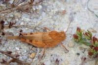 Oedipoda caerulescens