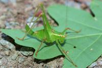 Leptophyes punctatissima