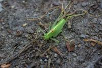 Meconema meridionale