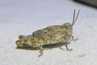 Sphingonotus caerulans