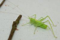 Meconema meridionale