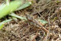 Tetrix ceperoi