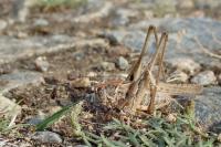 Platycleis affinis