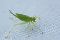 Meconema thalassinum