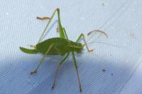 Leptophyes punctatissima