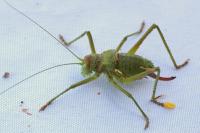 Uromenus rugosicollis