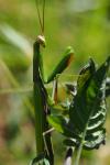 Mantis religiosa