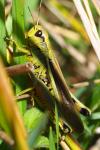 Stethophyma grossum