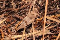 Oedipoda caerulescens