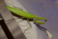 Mantis religiosa
